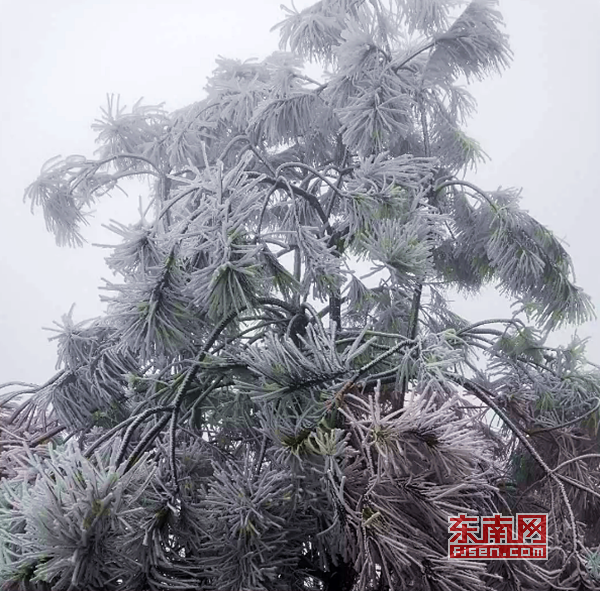 冬日添美景 三明多地降雪现雾凇冰挂 