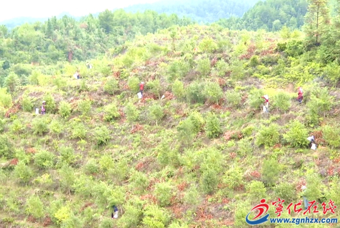 曹坊镇：茶籽丰收榨油忙