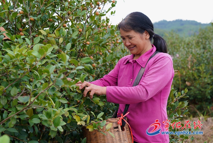 金秋茶果挂枝头 油茶山林喜丰收