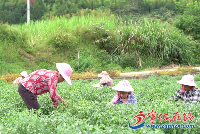 水茜镇：高山蔬菜迎丰收