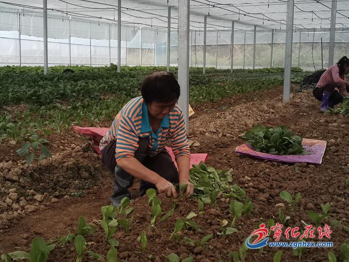 【乡村振兴】宁化安乐镇：多肉种植基地生产忙