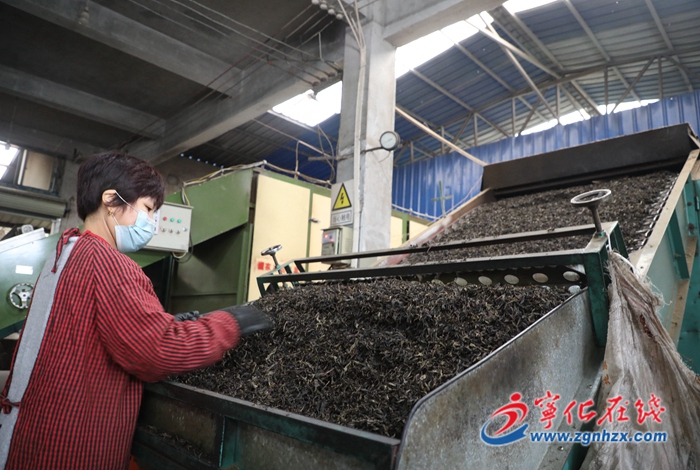 宁化：初冬时节新茶飘香