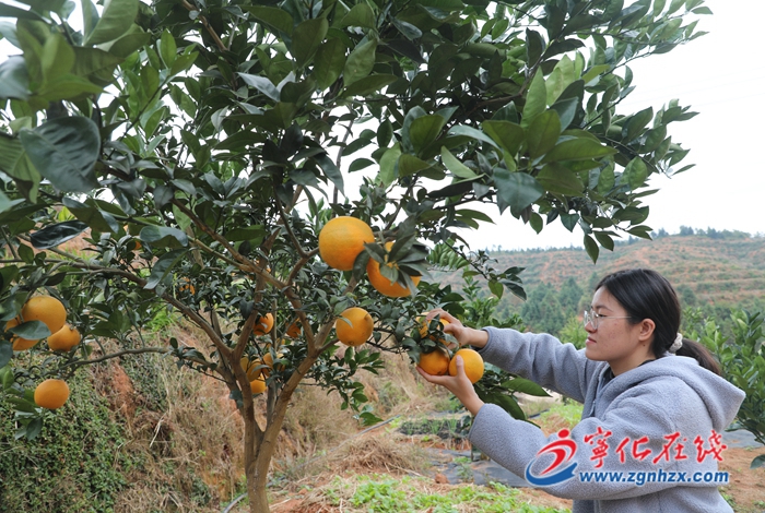 宁化中沙：千亩脐橙喜获丰收