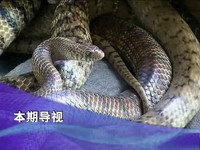 关注翠城：艺高胆大  蛇身上找宝藏