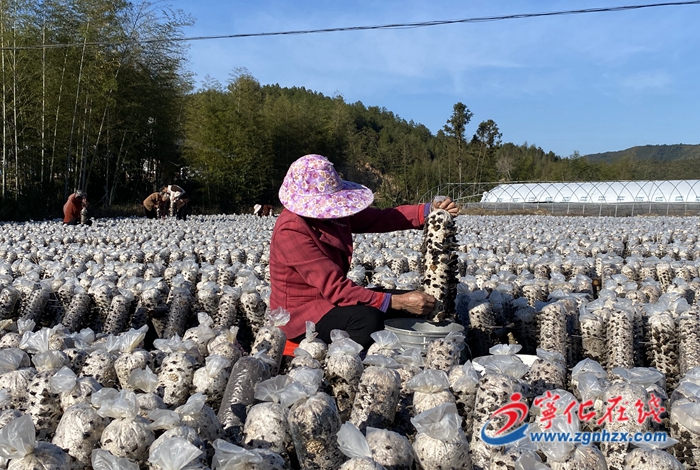 宁化方田乡：黑木耳喜获丰收