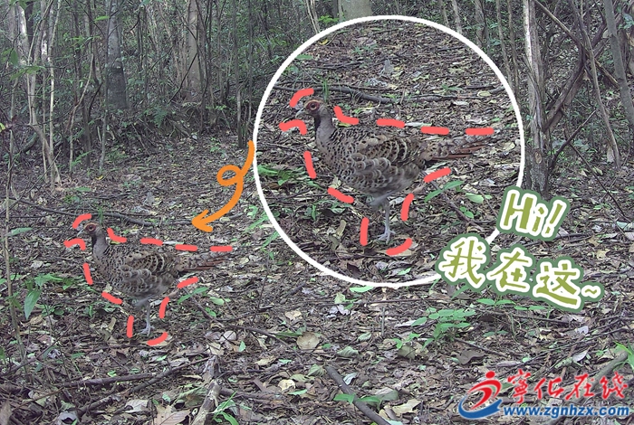 青山绿水是无价之宝 | 这种国宝首次在宁化被发现！