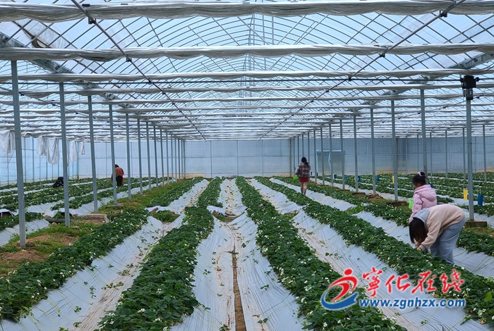宁化城郊：草莓迎丰收 农户乐开怀