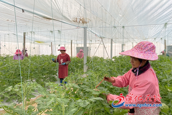 宁化：西红柿苗人工授粉忙