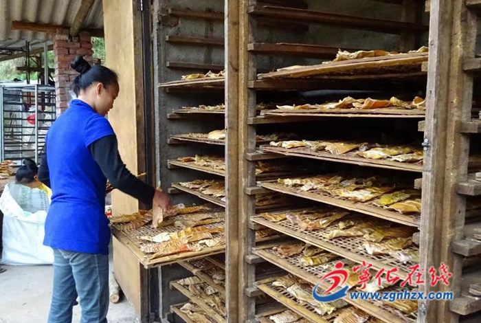 宁化安乐：“党建 ”鼓起竹农钱袋子