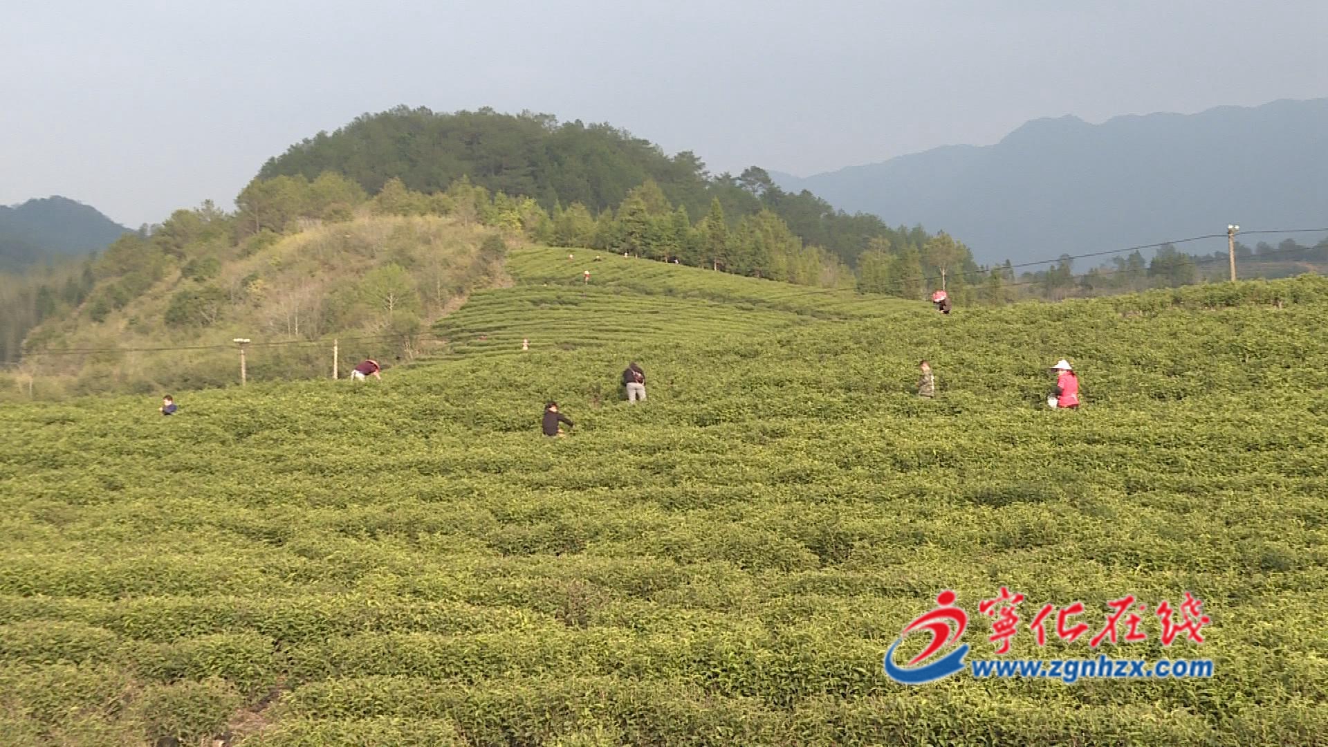 组图|宁化湖村镇：3600亩春茶开采