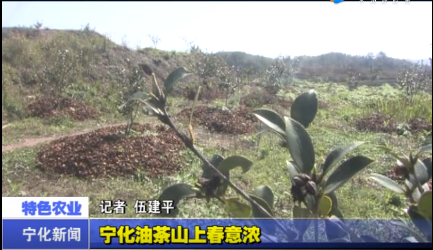 宁化油茶山上春意浓