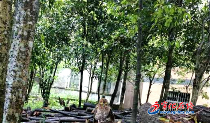 点赞！宁化曹坊林业站解救猫头鹰放飞大自然