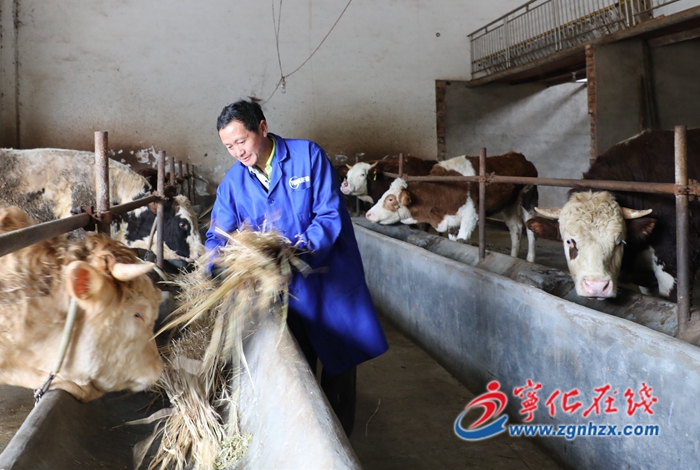 宁化：养牛铺就致富路