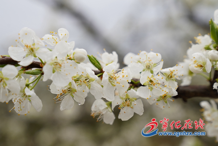 宁化：千亩李花盛开 华侨农场花果经济可期