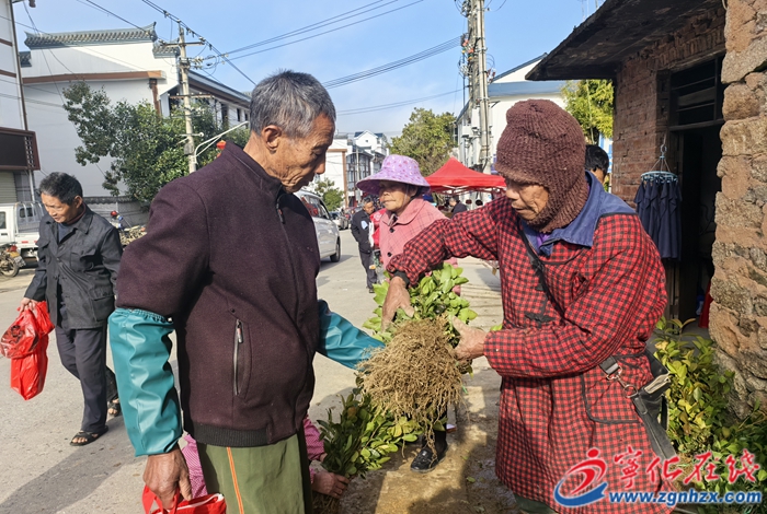 宁化：人勤春早苗木俏销
