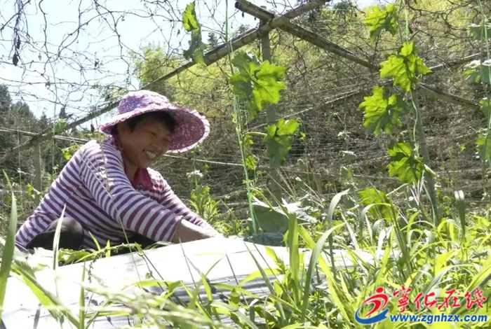 济村乡：改善丝瓜种植条件 提质增效促农增收