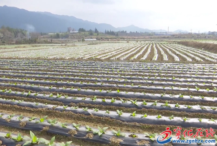 国家级荣誉/连续6年全市第一/产值超10亿……宁化这项工作亮点多多！