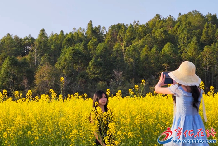 城南镇：金色花海吸引市民争相打卡