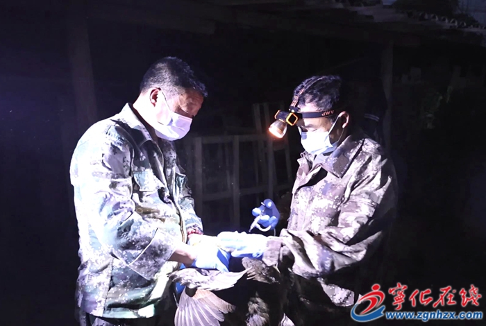 宁化县春季动物疫病防疫工作有序推进