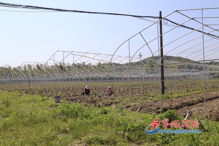 宁化济村：火龙果基地种植忙