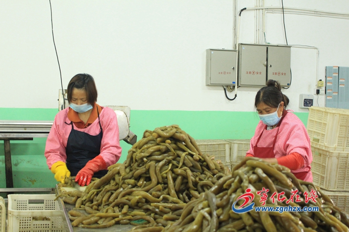 宁化：小黄瓜产业助力精准扶贫