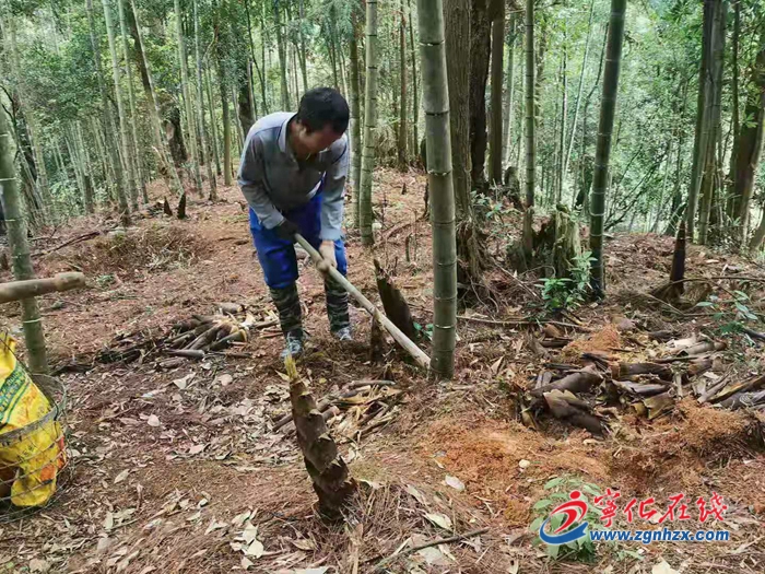 宁化安乐镇：春笋正当季，致富新道路