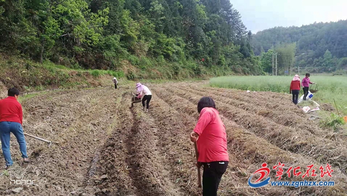 宁化客家小吃方田生态食材基地建设有序推进