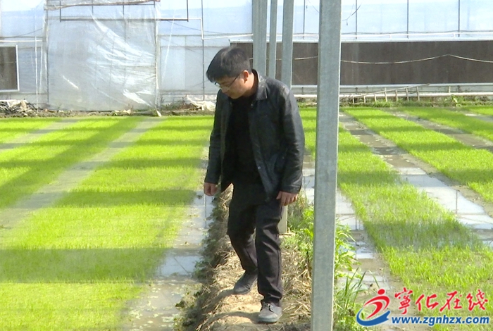 湖村镇：种业发展新引擎 铺就振兴新“稻”路