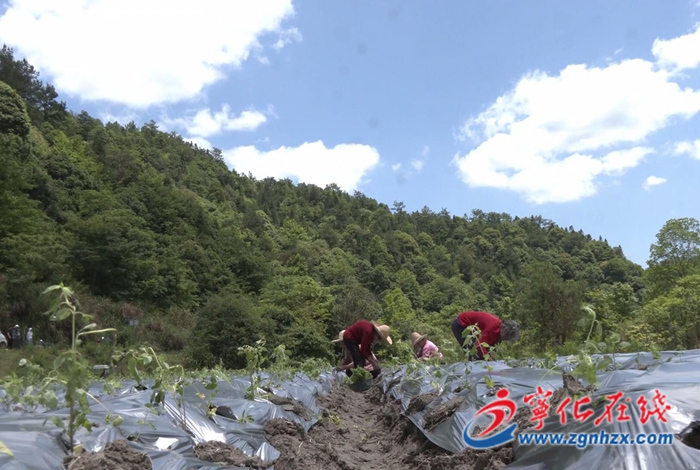 济村乡：千亩撂荒地变身仙草基地