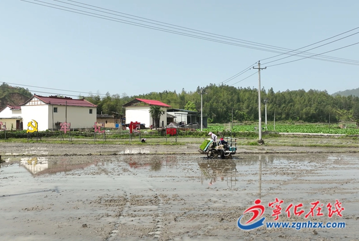 宁化县济村乡：早稻插秧进行中 不误农时春来忙