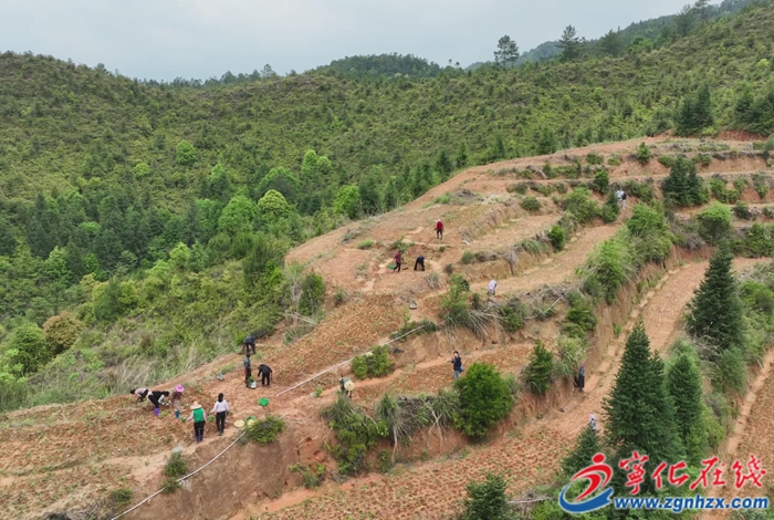 方田乡：种植中草药  蹚出致富新路子