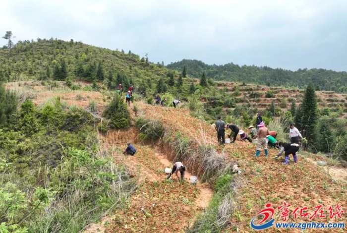田间药材种植忙 宁化这个村致富路上飘药香～