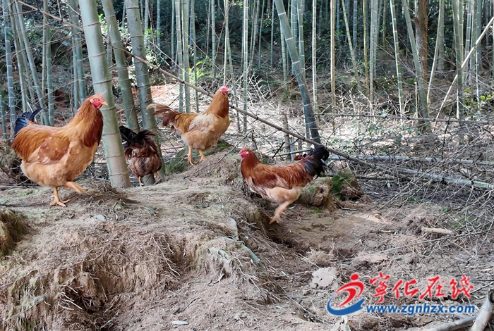 河龙乡：乡村振兴新“鸡”遇