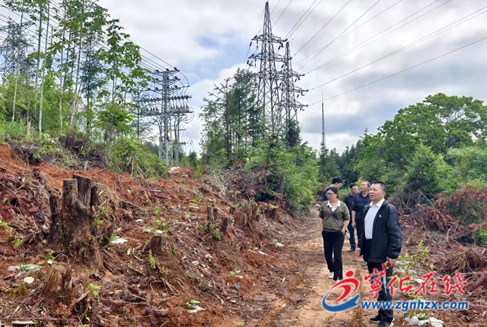 宁化：“油茶 西瓜”，林下套种助增收