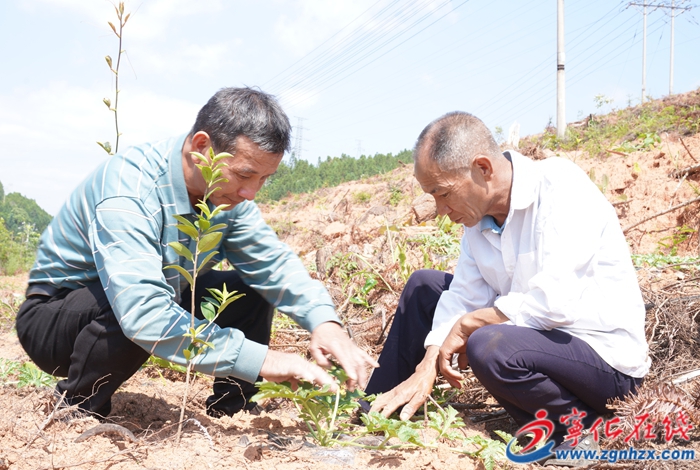 城南镇：油茶西瓜套种 走出林下经济新路径