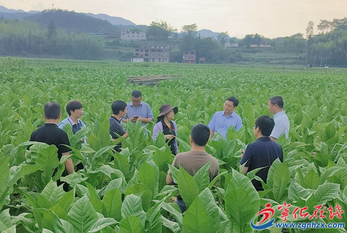 调研组深入田间 把脉土壤酸化治理