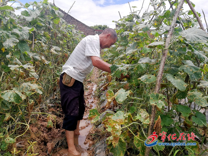 【小康来敲门】宁化：产业作纽带，联村闯富路