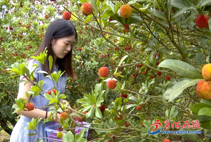 淮土镇赤岭村：杨梅熟 采摘乐