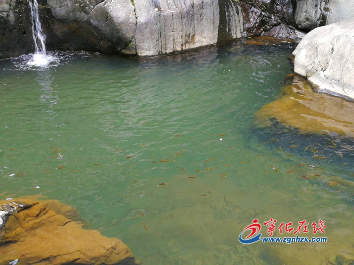 【中国绿都•最氧三明】宁化治平畲族乡增殖放流3万余尾鱼苗