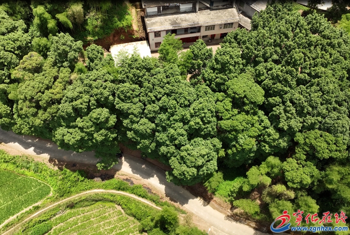 宁化：跨世纪守护古树 留住森林瑰宝